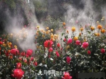 40万株月季繁花似锦，郑州月季公园美如画