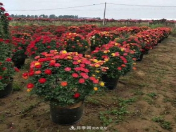 基地直供造型月季花瓶、月季花球、月季花柱批发价格