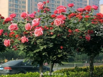 月季养成树，这种盆景月季树一年300天开花，很适合懒人养