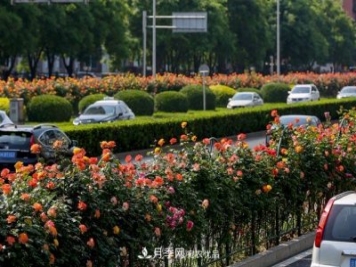月季芬芳四百年 北京市花的前世今生