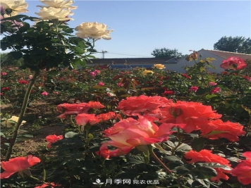 大美乡村游，走进山东潍坊柳林月季园