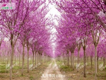 四季春1号，河南鄢陵巨紫荆树为北方城市添彩