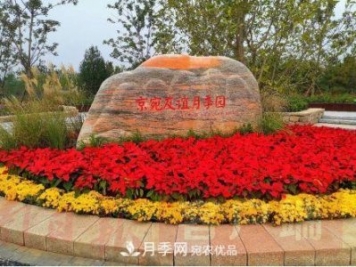 北京京宛友谊月季园，纪念南水北调南阳深厚友谊