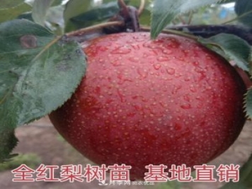 1-3年生全红梨树苗方城基地直销!成活率高价值突出
