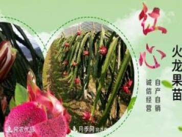 南阳市红心火龙果苗种植基地