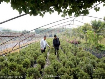 河南平顶山：花卉苗木种植助农增收