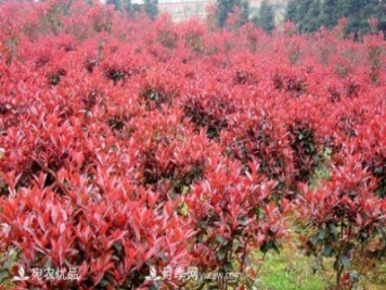 南阳市卧龙区香樟红叶石楠苗木种植基地