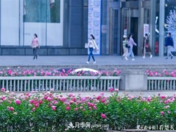 相约金秋，一场月季旋风吹遍武汉汉阳三镇!气场强大堪比春天