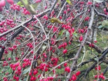 河南南阳南召：乔端镇山茱萸映红致富路