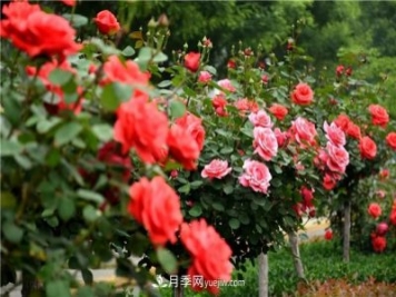 月季和玫瑰的区别是什么？分辨很简单