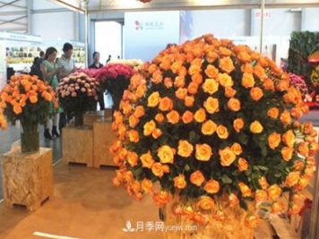 2020年云南“10大名花”千万元奖励，多个月季种苗获奖