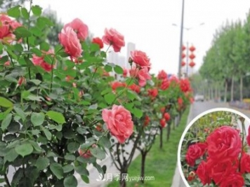 西安高新区，夏季树状月季花开正艳