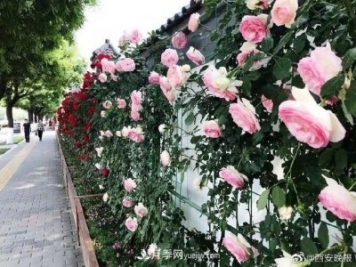 西安长安街数百米上海龙凤419红花墙鲜花怒放