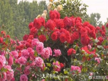 肥西县三河镇百亩树状月季园：花开正艳，产业增收