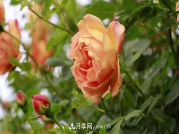 信阳百花园的香水月季花廊真美