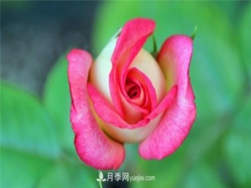法国月季的摩纳哥公主、摩纳哥公爵和摩纳哥王妃夏琳是什么关系？