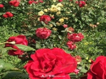 山西运城农民柳庚申建当地精品月季园，种植300多个月季花品种