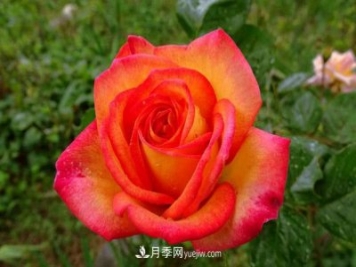花魂月季的优缺点是什么？