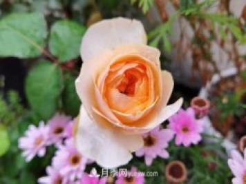 十大最贵的玫瑰花品种