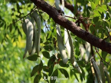 全身都是宝的南阳皂角树，如今是优良乡土树种