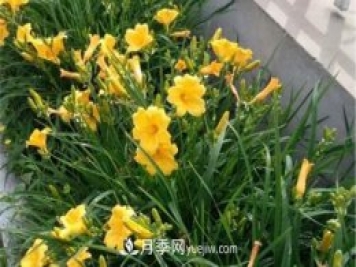 张家口适合养月季花，市花和市树是什么