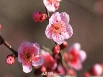 淮北市的市花是什么？月季花的花语寓意