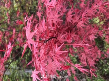 鸡爪槭和红枫的区别，叶片、枝干、花果期