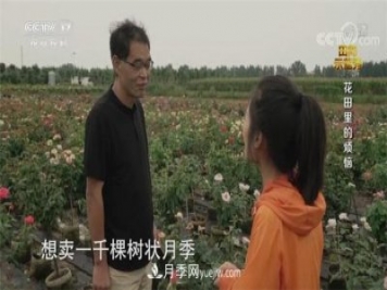 央视《田间示范秀》播出南阳月季种植故事《花田里的烦恼》