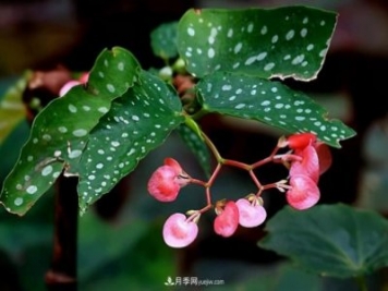 网红花卉之鳟鱼秋海棠，叶奇花美，如何进行日常养护