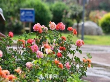 200多种月季花，花卉新品种丰富寿光城市园林色彩