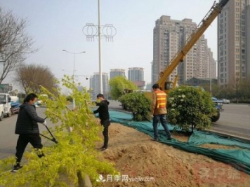 新乡道路绿化升级喜现彩色树，树状月季来了