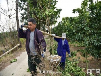 南昌东湖：菜农转产种苗木 产业转型助脱贫