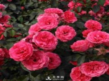 树状月季基地介绍月季日光温室栽培技术育苗方法