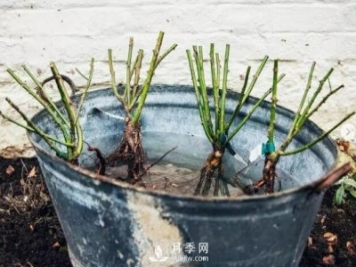 月季裸根苗的种植方法（详细图解）