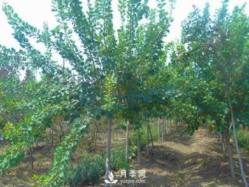 黄栌种植基地是怎样防治黄栌黄萎病病害的？