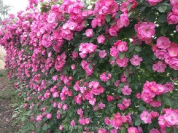 推荐3种爬藤月季，花园里轻松打造漂亮花墙