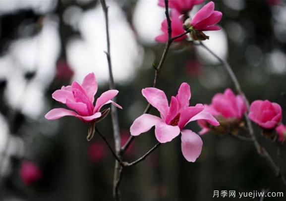 红花玉兰的种植、生长习性及栽培管理技术(图1)