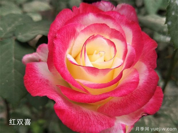 红双喜甜蜜马车，2款香水月季特别适合阳台盆栽(图1)