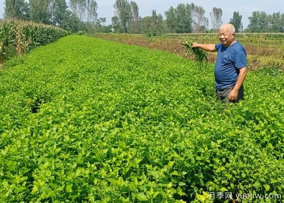 亳州菊花成为致富“软黄金”(图1)