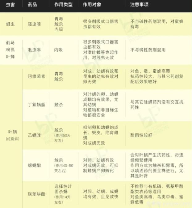 秋季月季花园里5种常见虫害防治详解(图1)