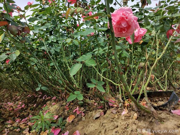 月季花的浇水方法和注意事项(图1)