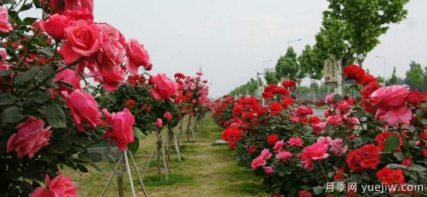 秋季树状月季基地种植和养护介绍(图1)