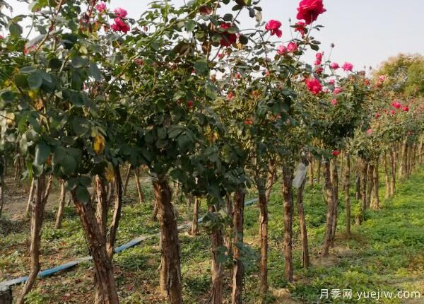 树状月季用什么树嫁接？树状月季的嫁接方法介绍(图1)