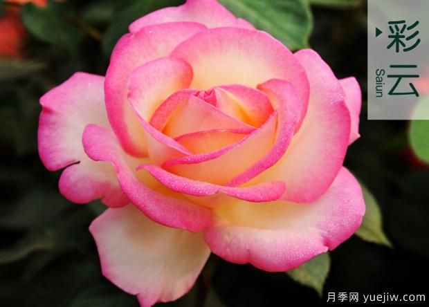 大花月季种植蒂腐病的防治(图1)