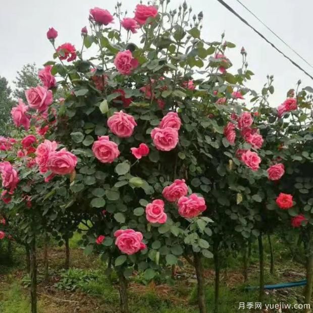种植月季为什么要有一个通风环境？(图1)