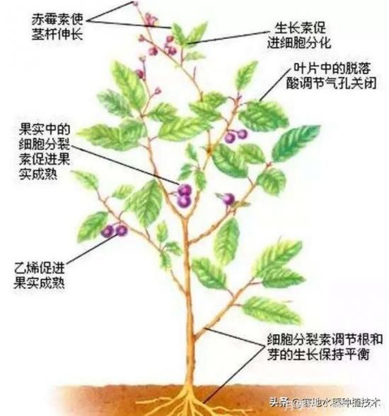 常见的花卉生长调节剂都有哪些？它们都起什么作用？(图7)