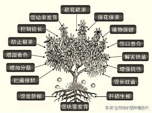 常见的花卉生长调节剂都有哪些？它们都起什么作用？(图6)