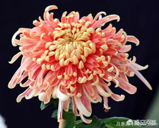 多年生的草本花卉品种的花有什么花？(图7)