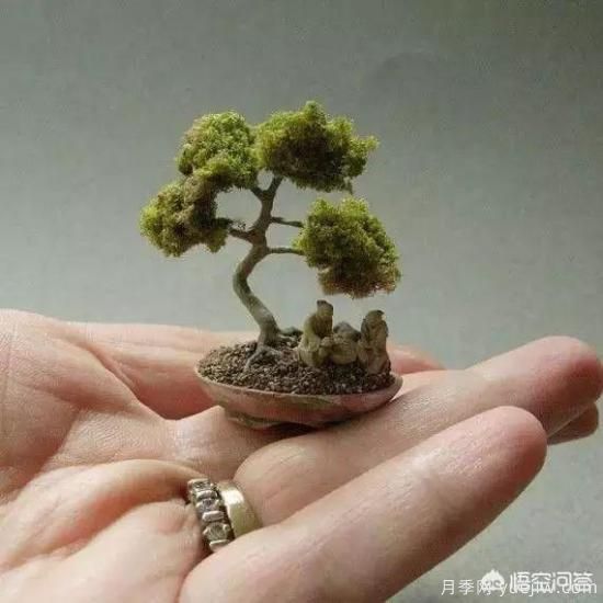 哪些树种可以做街道绿化树种？(图5)