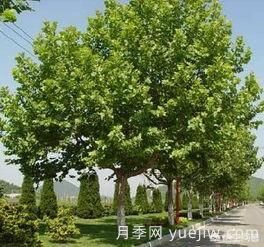 现在什么苗木种植前景好？(图2)